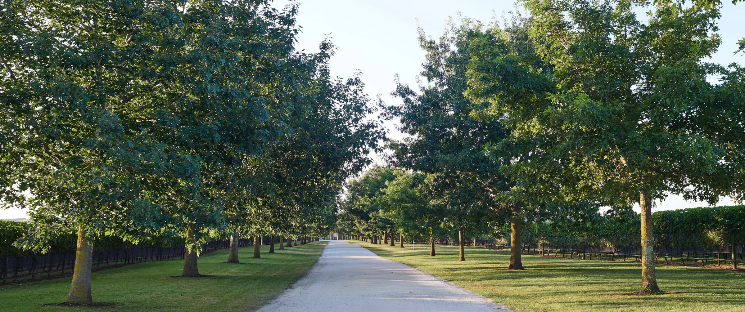 Driveway 1