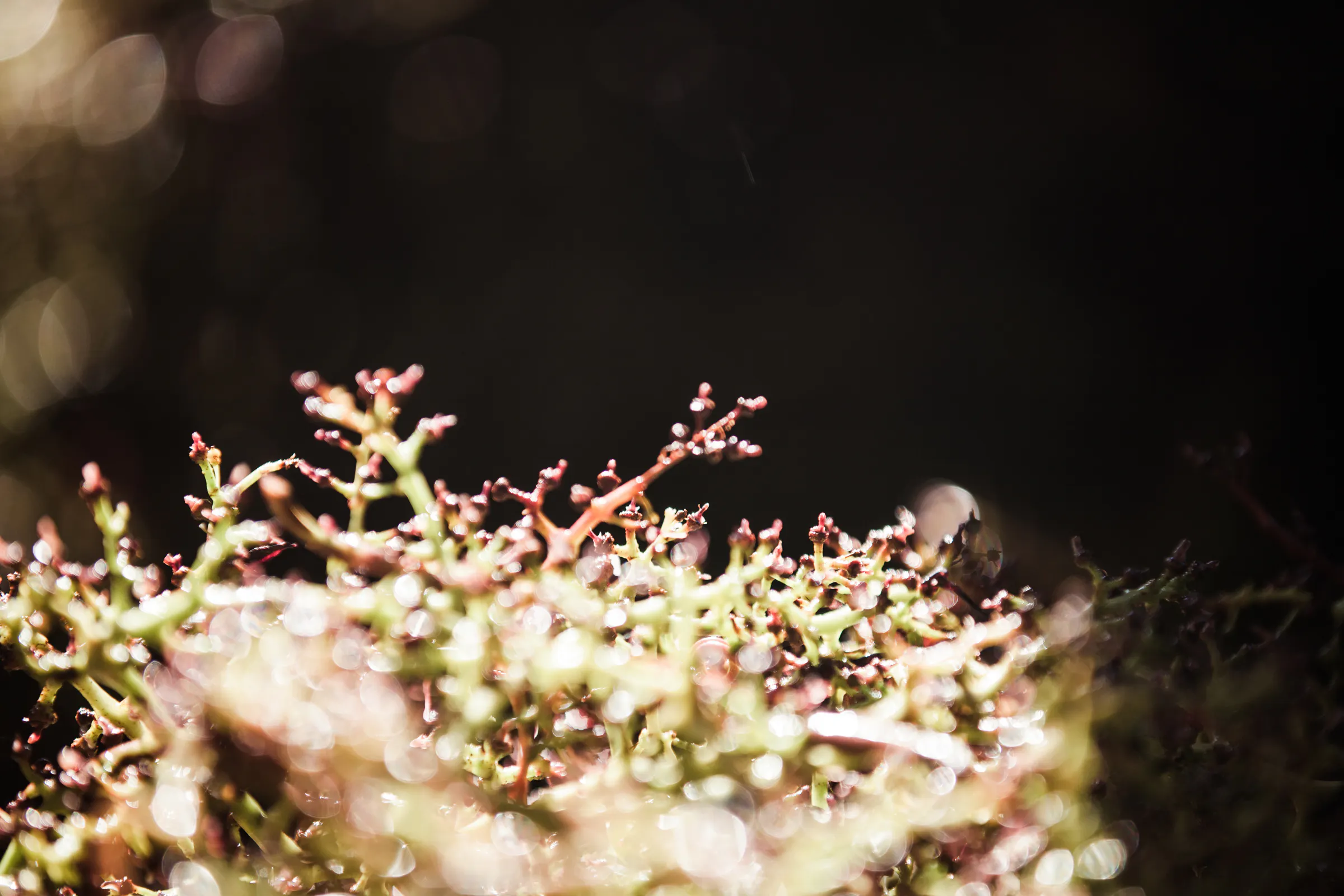 Grape Stalks