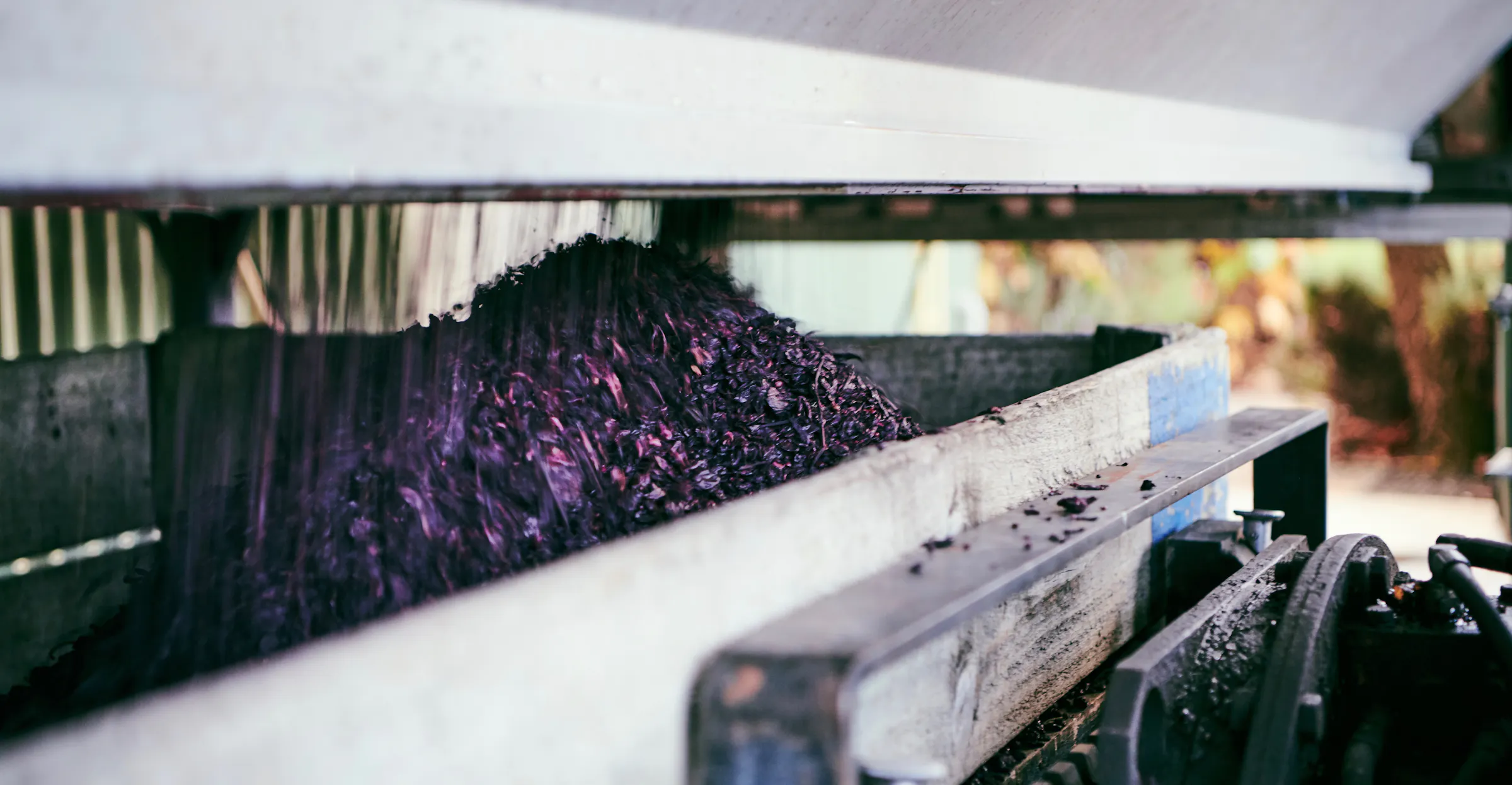 Grape skins being pressed 2