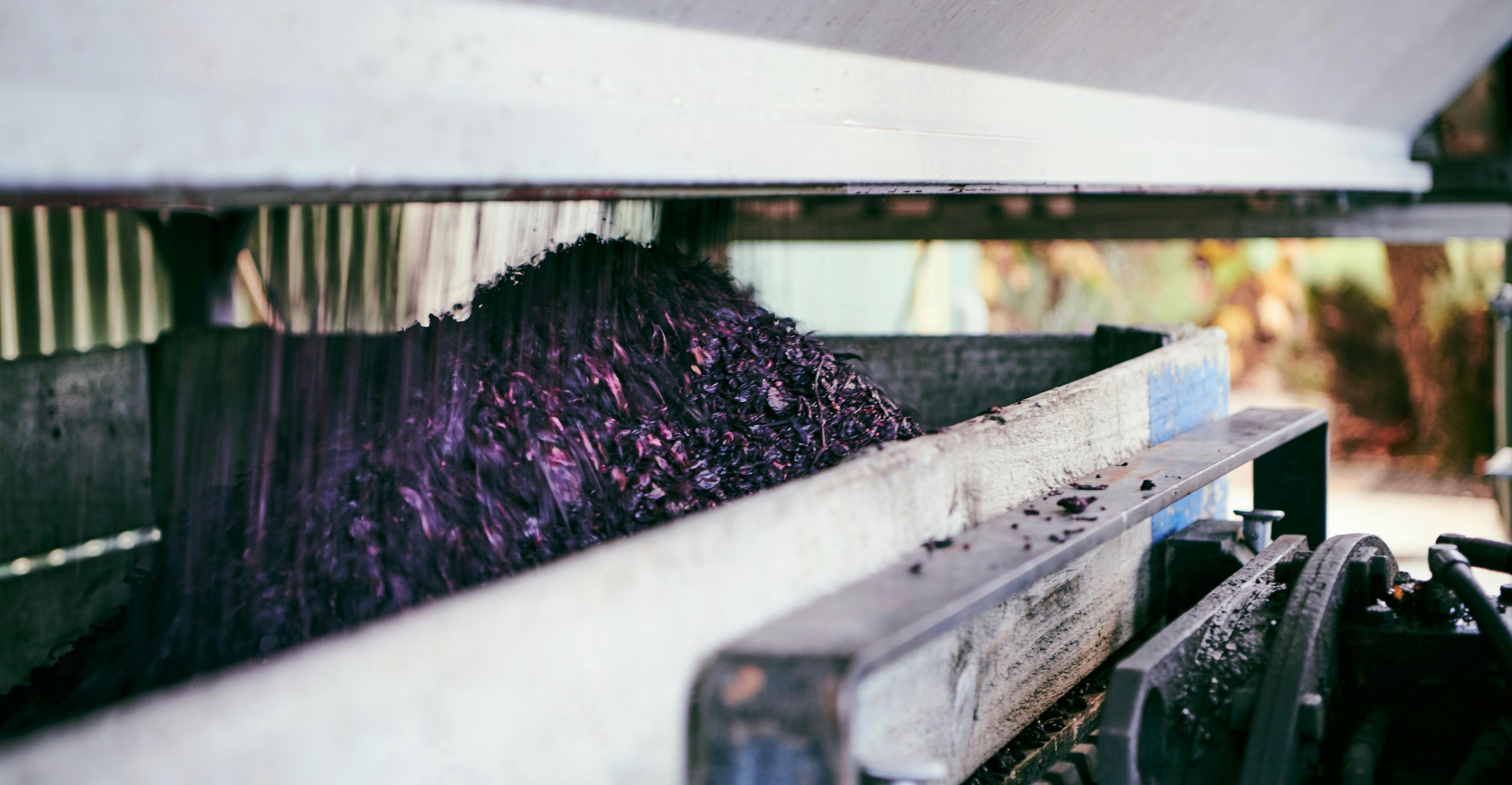 Grape skins being pressed 2