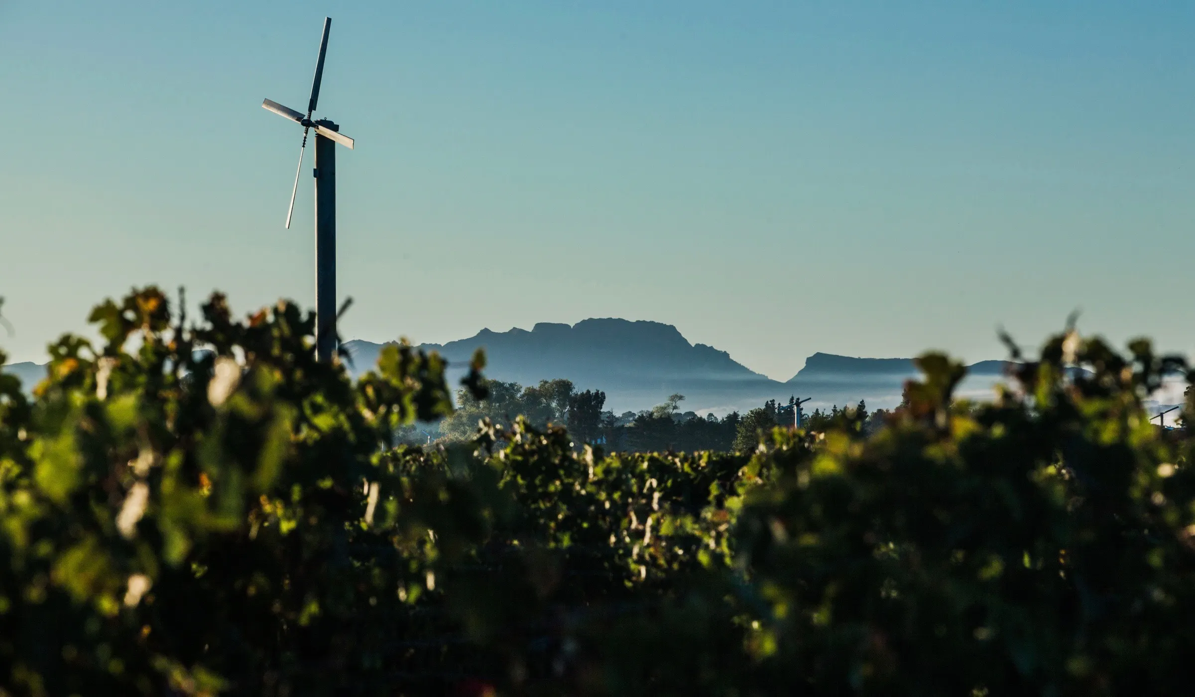 View of Te Mata Peak from vineyard