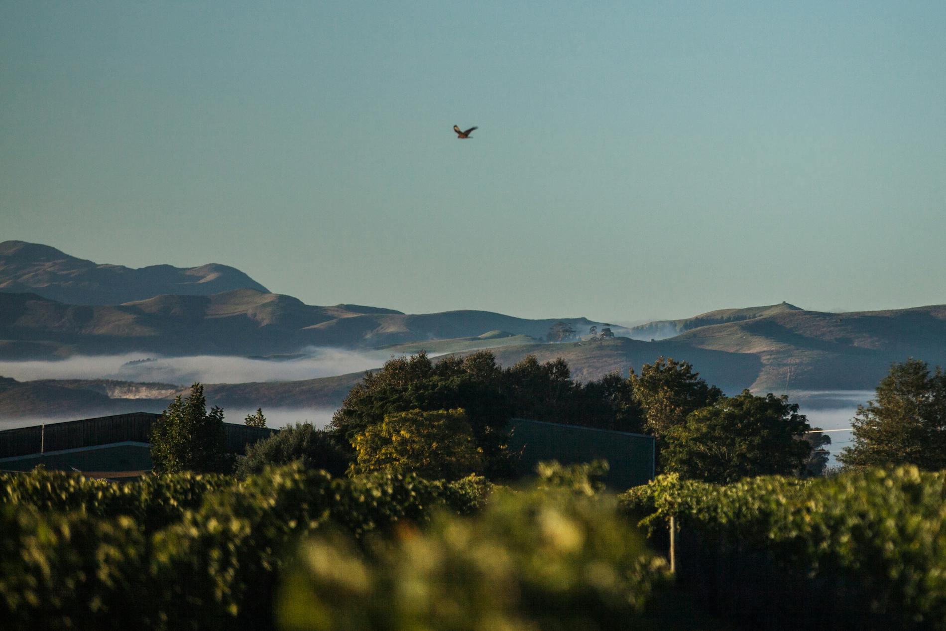 View towards Alpha Domus winery
